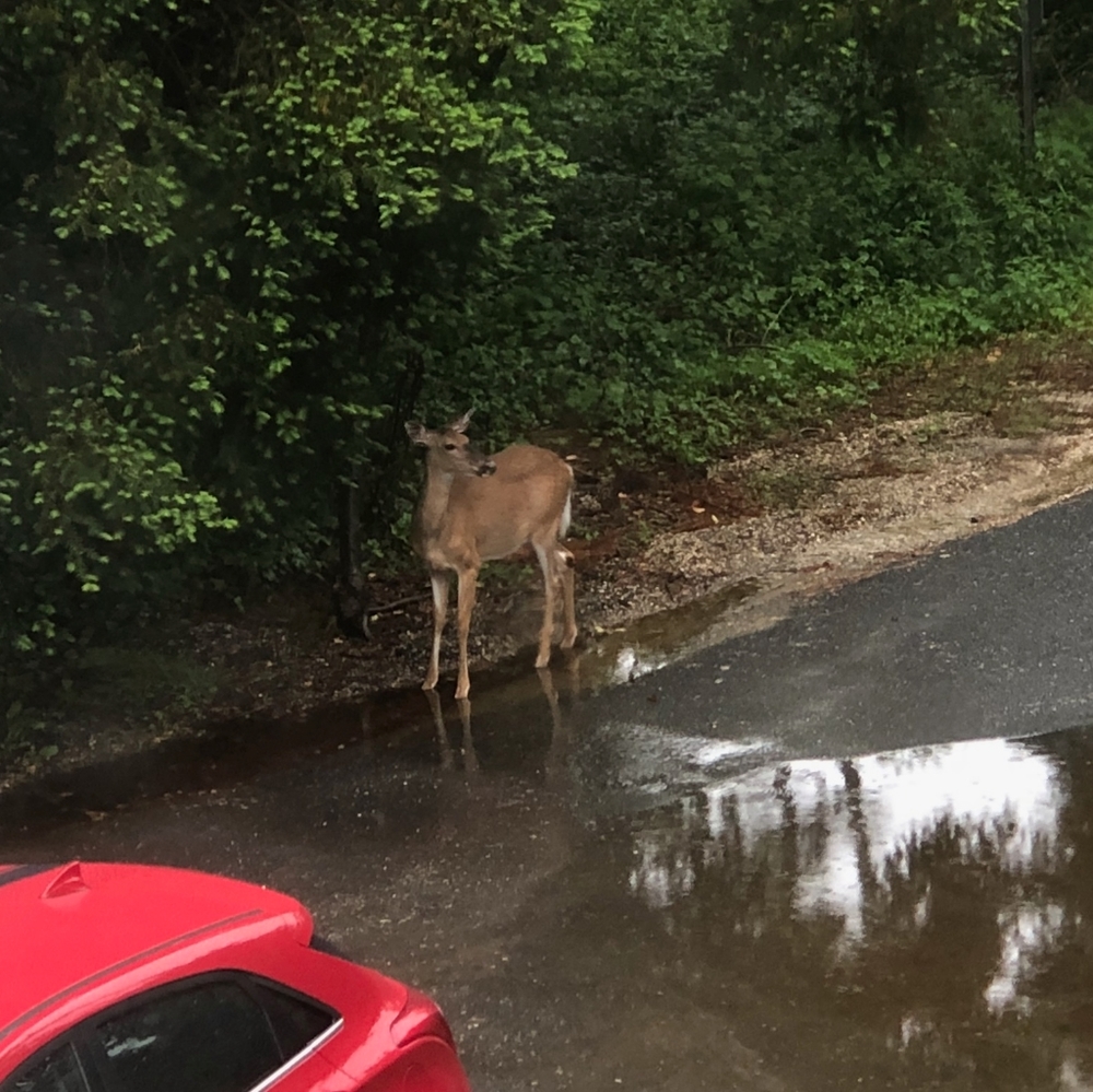 Meet your Posher, Jolie